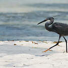 Aigrette dimorphe