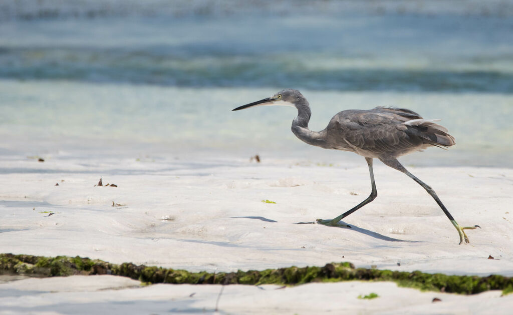 Aigrette dimorphe