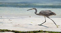 Aigrette dimorphe