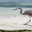 Aigrette dimorphe