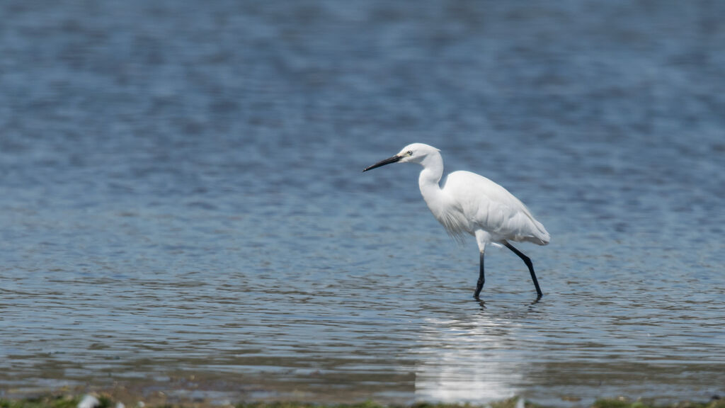 Aigrette garzette