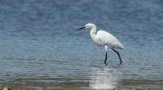 Aigrette garzette