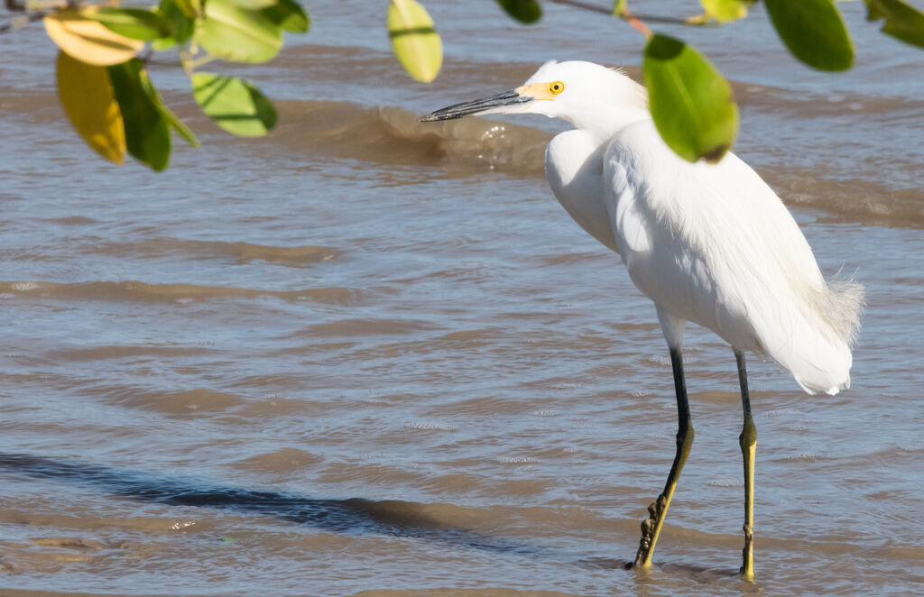 Snowy Egret