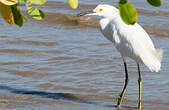 Aigrette neigeuse