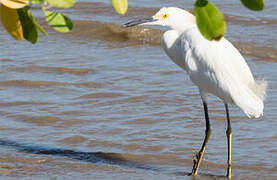 Snowy Egret