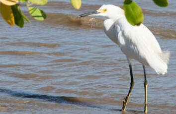 Aigrette neigeuse