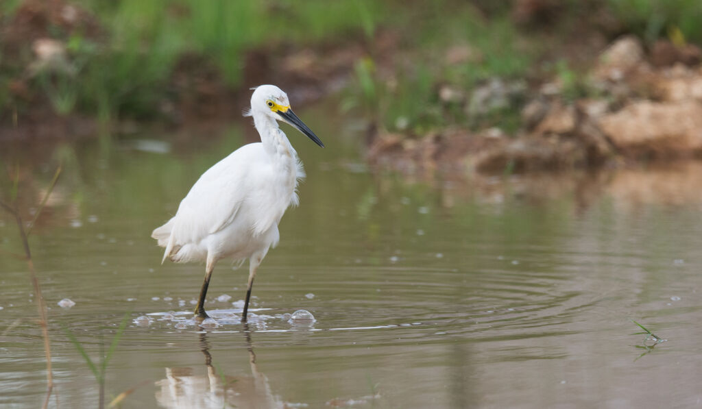 Snowy Egret