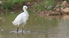 Aigrette neigeuse