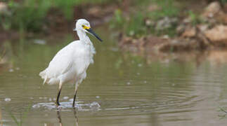 Aigrette neigeuse