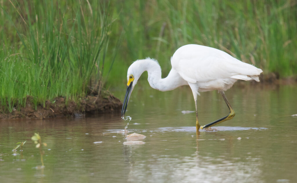 Aigrette neigeuse