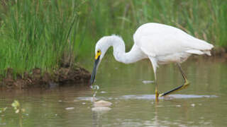 Snowy Egret