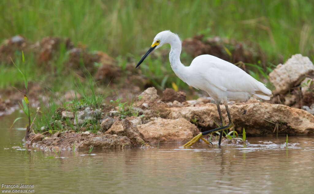 Aigrette neigeuseadulte, habitat, marche