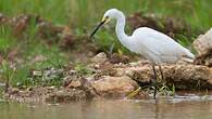 Aigrette neigeuse