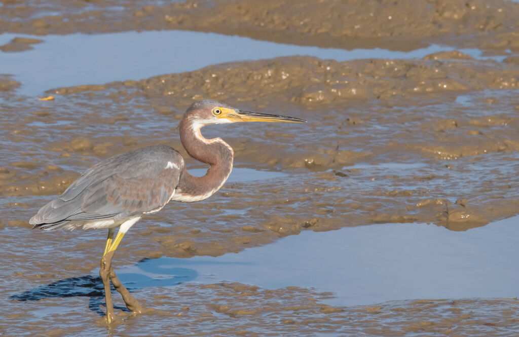 Tricolored Heron