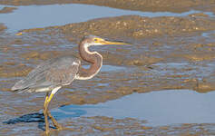 Aigrette tricolore