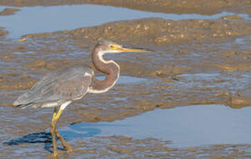 Aigrette tricolore