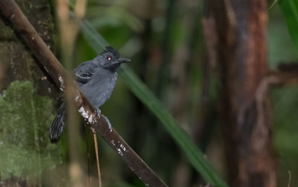 Black-headed Antbird