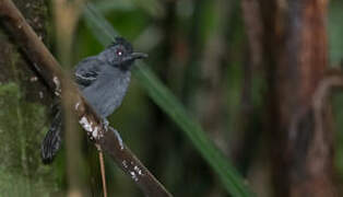 Black-headed Antbird