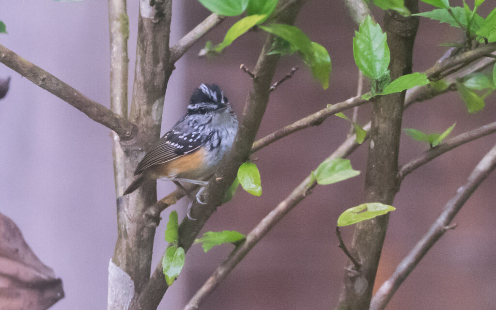 Guianan Warbling Antbird