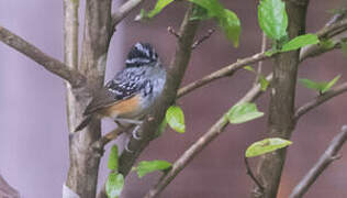 Guianan Warbling Antbird