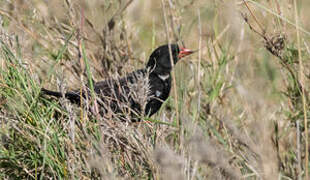 Red-billed Buffalo Weaver