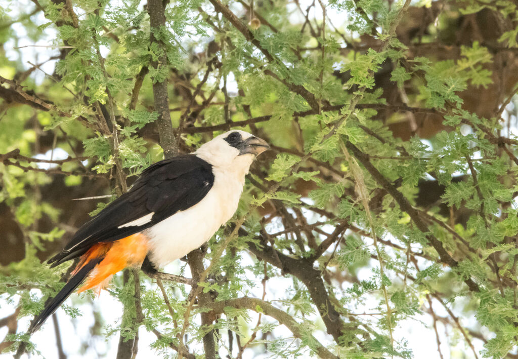 White-headed Buffalo Weaver