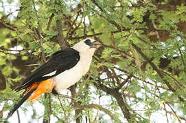 White-headed Buffalo Weaver