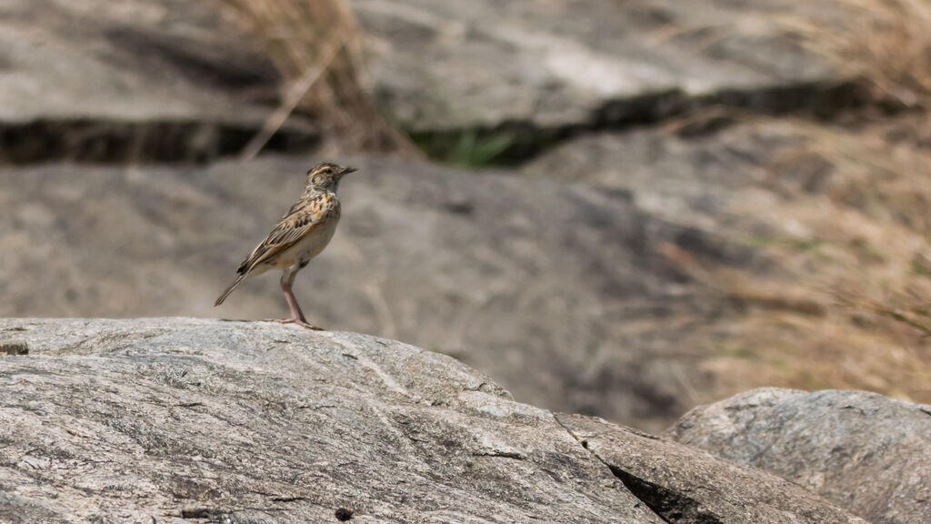 Rufous-naped Lark