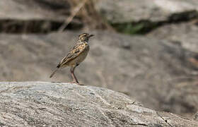 Rufous-naped Lark