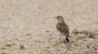 Greater Short-toed Lark