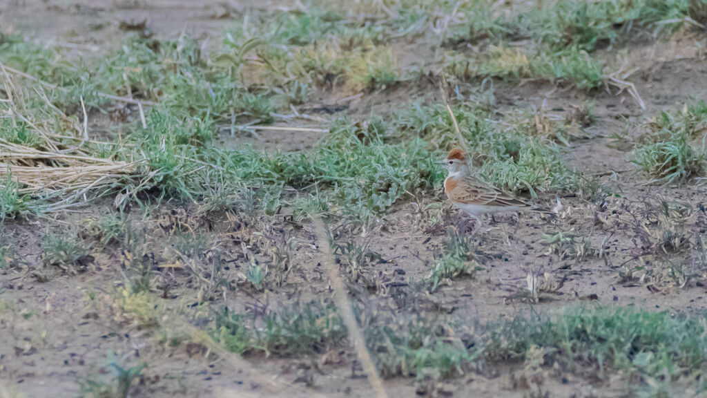 Red-capped Lark