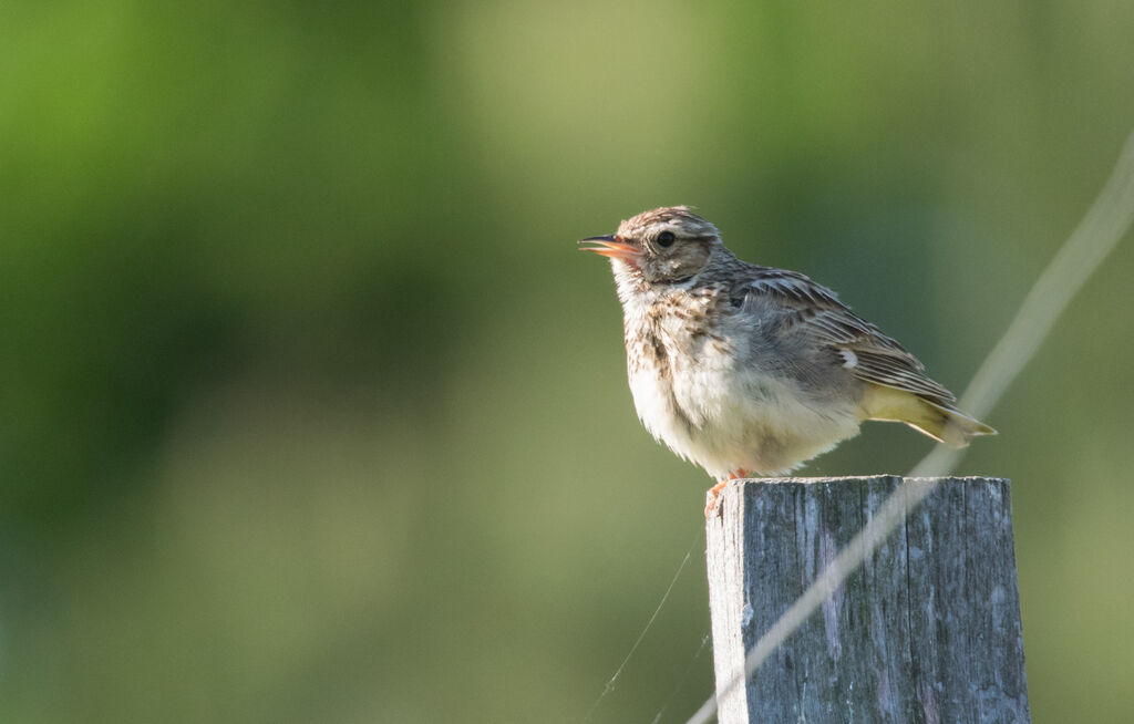 Woodlark