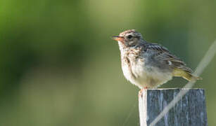 Woodlark