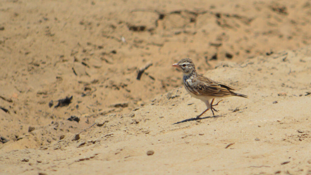 Madagascar Lark