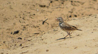 Madagascar Lark