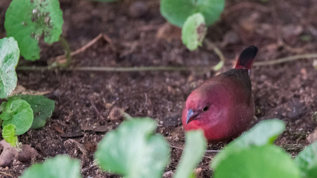 Red-billed Firefinch