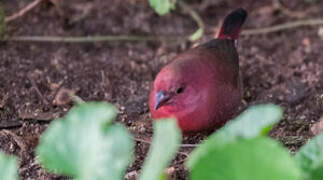 Red-billed Firefinch