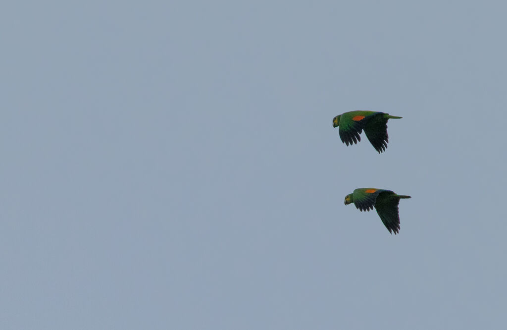 Orange-winged Amazon