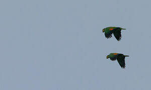 Orange-winged Amazon