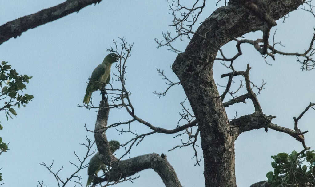 Southern Mealy Amazon