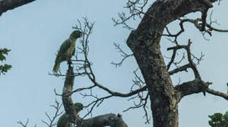 Southern Mealy Amazon