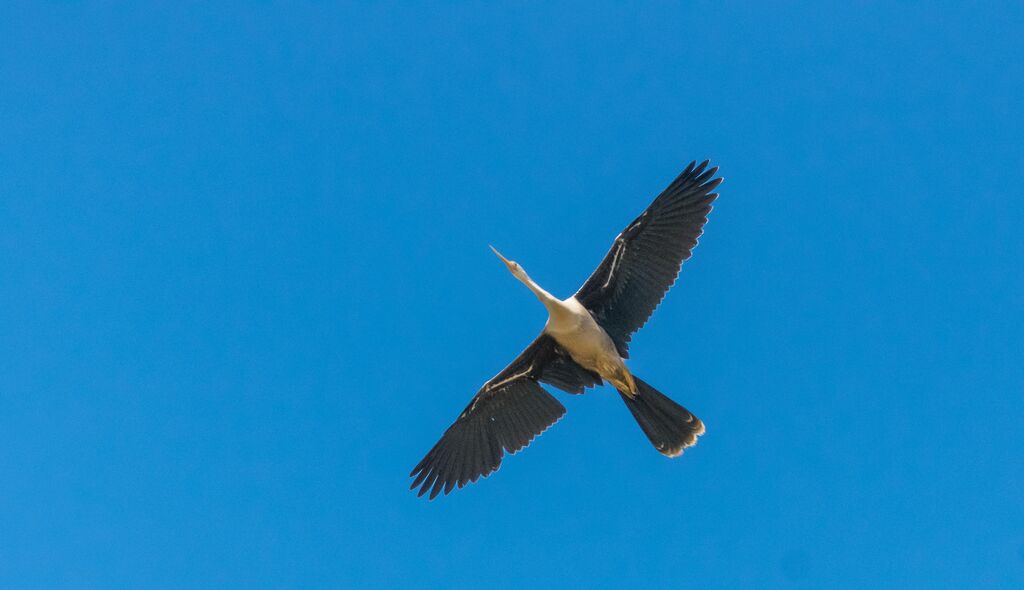 Anhinga