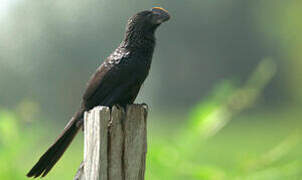 Smooth-billed Ani