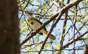 Apalis à gorge jaune