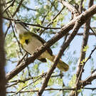Apalis à gorge jaune
