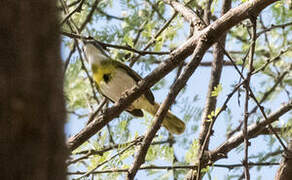 Yellow-breasted Apalis