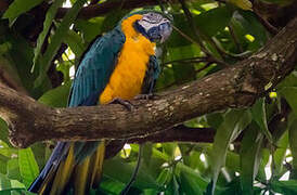 Blue-and-yellow Macaw