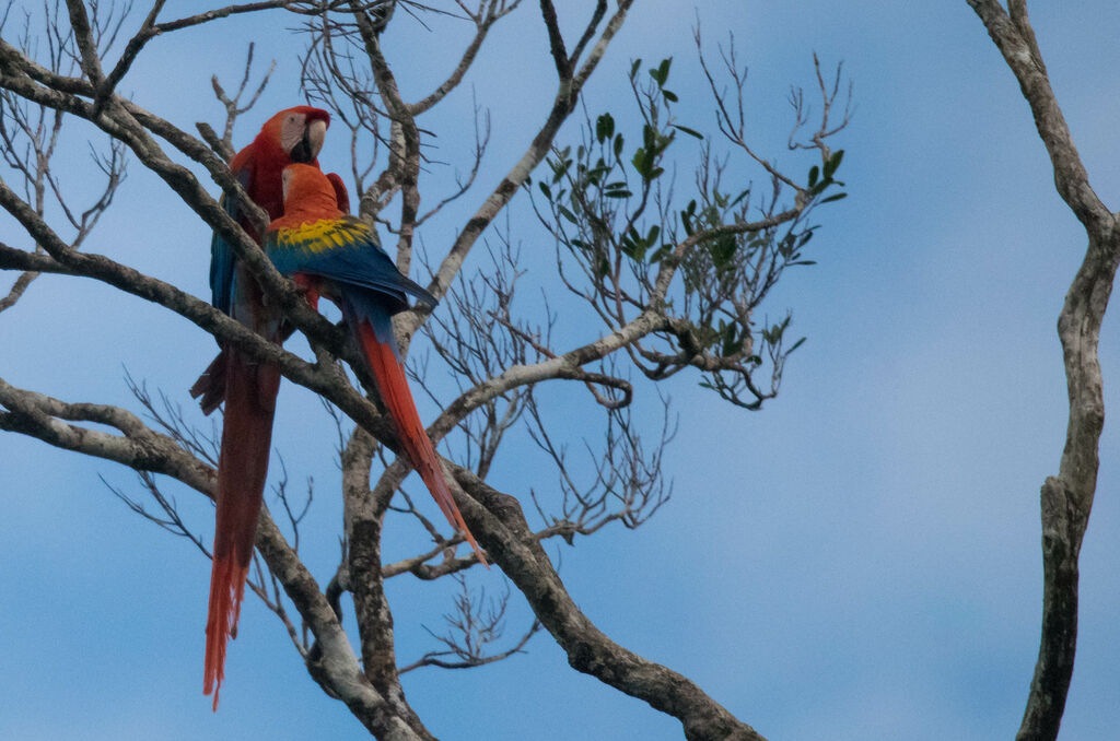 Scarlet Macaw