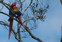 Scarlet Macaw