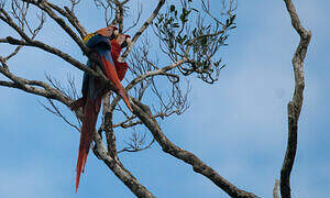 Scarlet Macaw